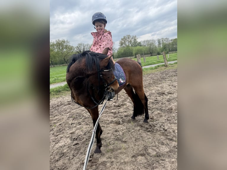 Welsh B Mare 3 years 13 hh Brown in EmsdettenEmsdetten