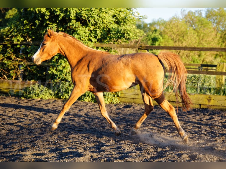 Welsh B Mare 3 years 13 hh Chestnut-Red in Meerbusch