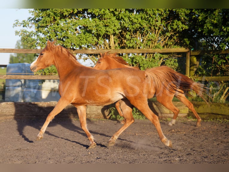 Welsh B Mare 3 years 13 hh Chestnut-Red in Meerbusch