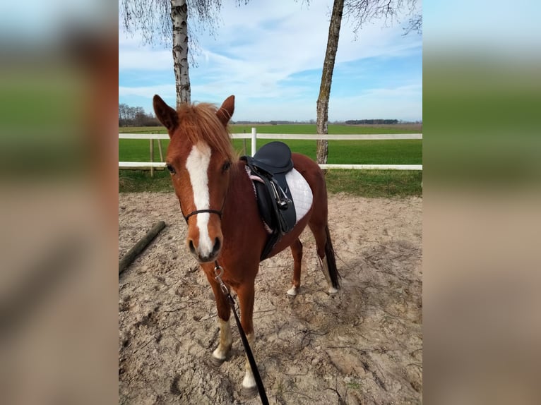 Welsh B Mare 3 years 13 hh Chestnut-Red in Emlichheim