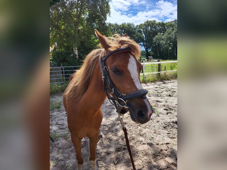 Welsh B Mare 3 years 13 hh Chestnut-Red in Emlichheim