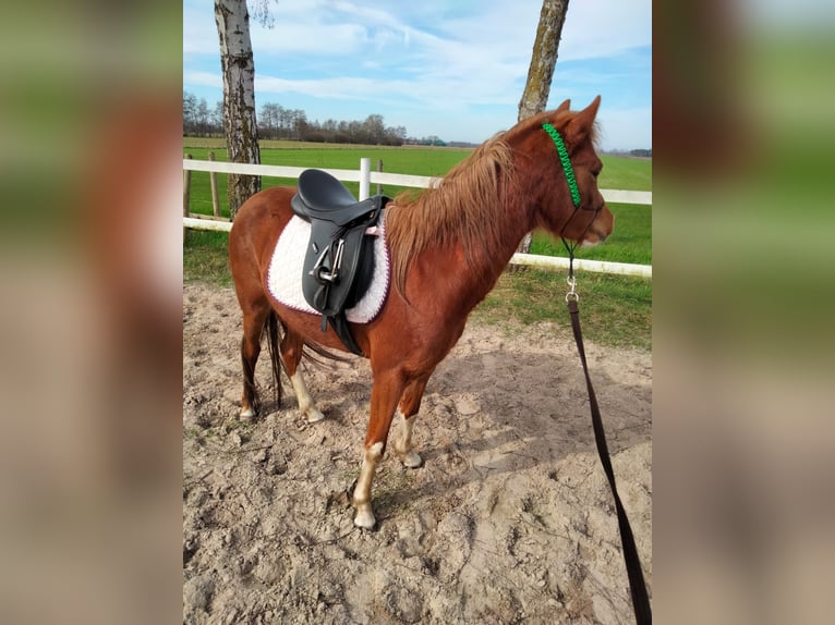 Welsh B Mare 3 years 13 hh Chestnut-Red in Emlichheim