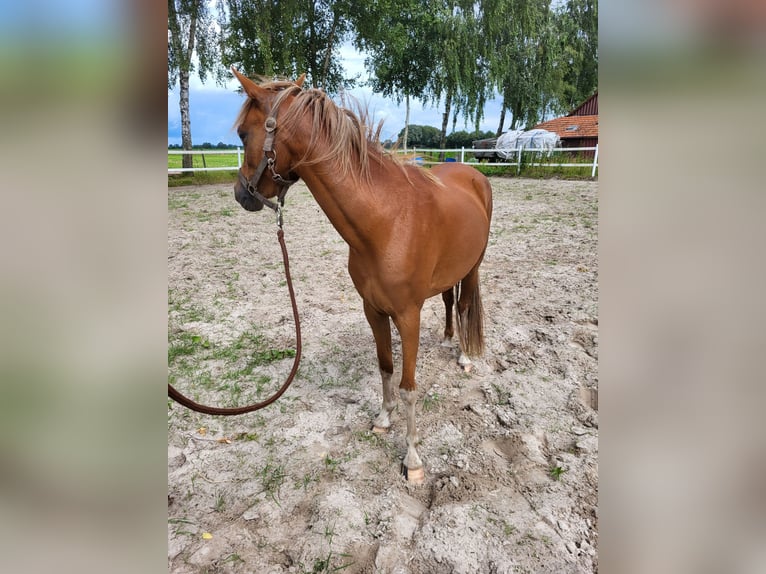 Welsh B Mare 3 years 13 hh Chestnut-Red in Emlichheim