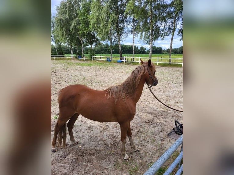 Welsh B Mare 3 years 13 hh Chestnut-Red in Emlichheim