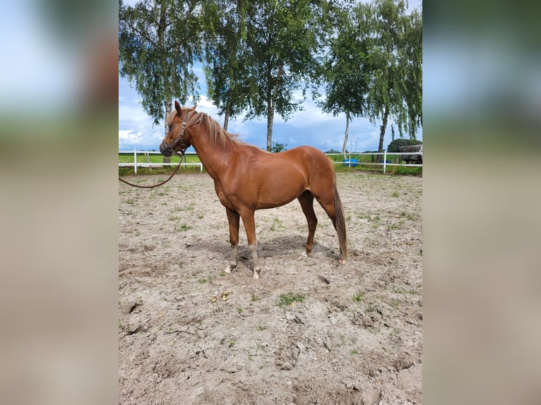 Welsh B Mare 3 years 13 hh Chestnut-Red in Emlichheim