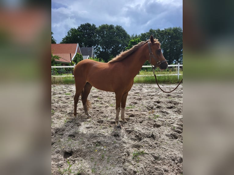 Welsh B Mare 3 years 13 hh Chestnut-Red in Emlichheim