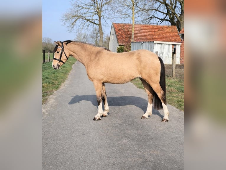 Welsh B Mare 3 years 13 hh Dun in Emsdetten