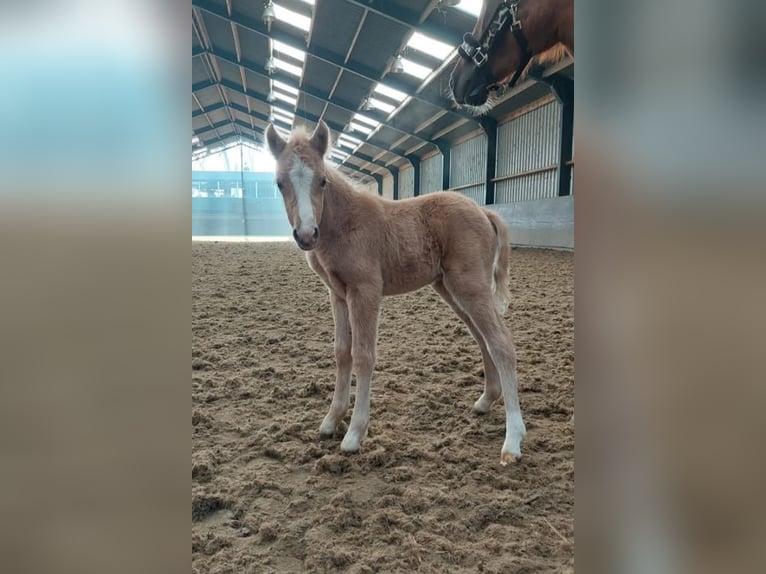 Welsh B Mare 3 years Palomino in Boxtel