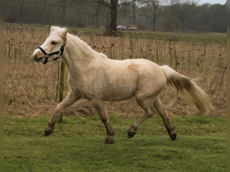 Welsh B Mare 3 years Palomino in Boxtel