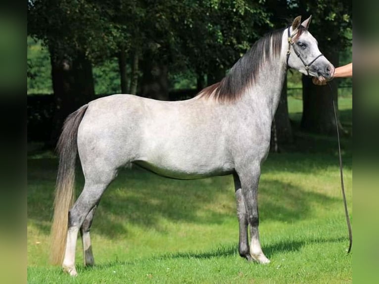 Welsh B Mare 3 years Roan-Blue in Frankenberg (Eder)