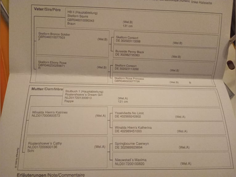Welsh B Mare 4 years 11,2 hh Black in Extertal