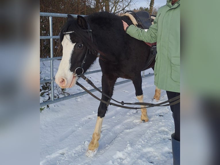 Welsh B Mare 4 years 11,2 hh Black in Extertal