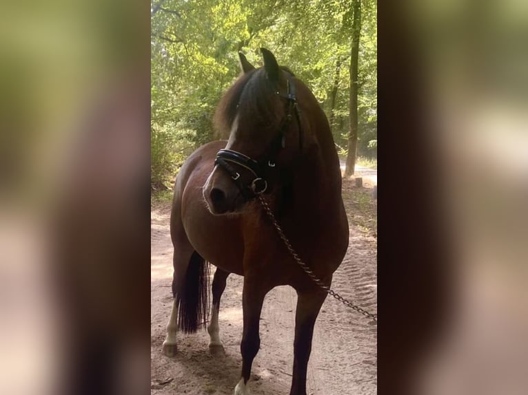 Welsh B Mare 4 years 11,3 hh Brown in Helmond