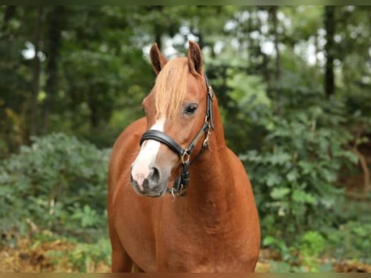 Welsh B Mare 4 years 12,1 hh Chestnut-Red in Nijverdal