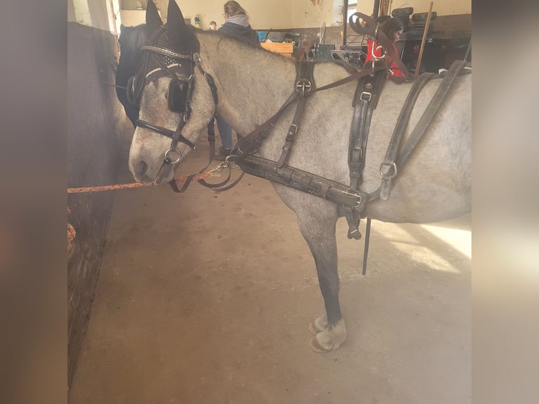 Welsh B Mare 4 years 12,2 hh in Bedburg