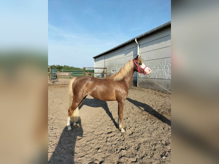 Welsh B Mare 4 years 12,2 hh Chestnut-Red in Puurs