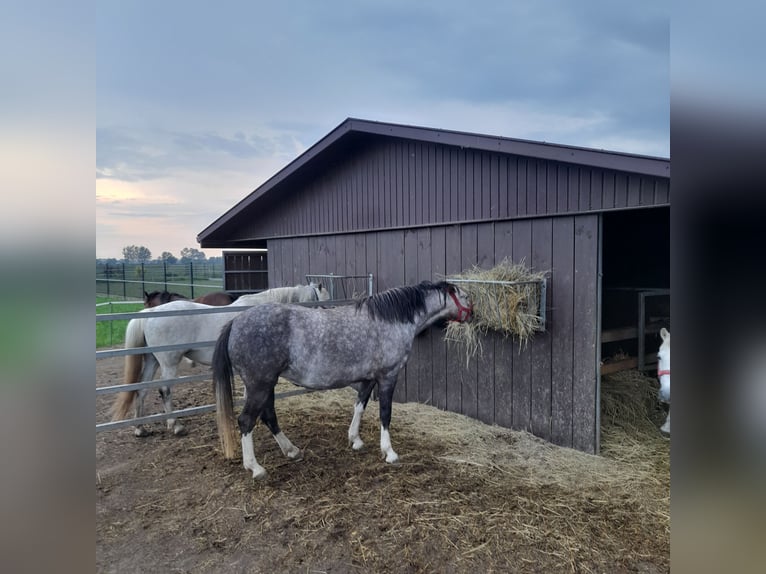 Welsh B Mare 4 years 12.2 hh Grey-Red-Tan in Gręboszów