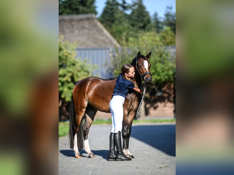 Welsh B Mare 4 years 12,3 hh Brown in Vorden