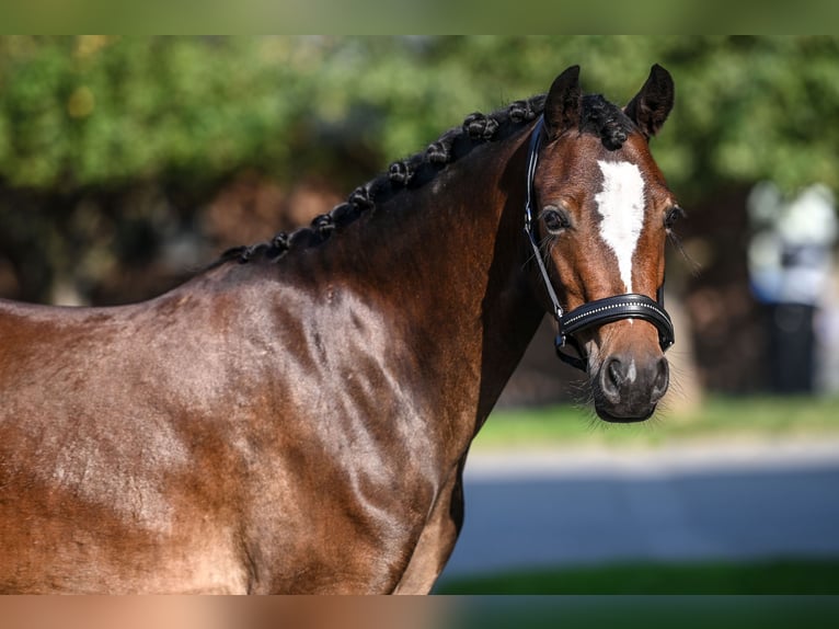 Welsh B Mare 4 years 12,3 hh Brown in Vorden