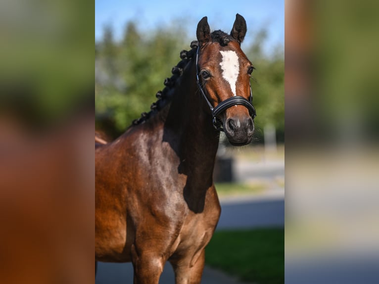 Welsh B Mare 4 years 12,3 hh Brown in Vorden