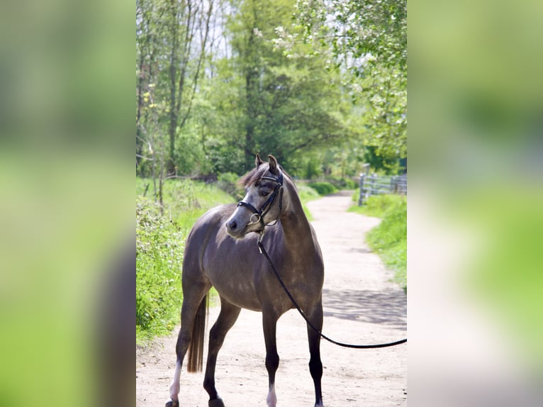 Welsh B Mare 4 years 12.3 hh Grey-Dark-Tan in Schönberger Strand