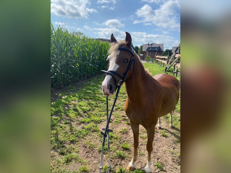 Welsh B Mare 4 years 12 hh Chestnut-Red in Harsewinkel