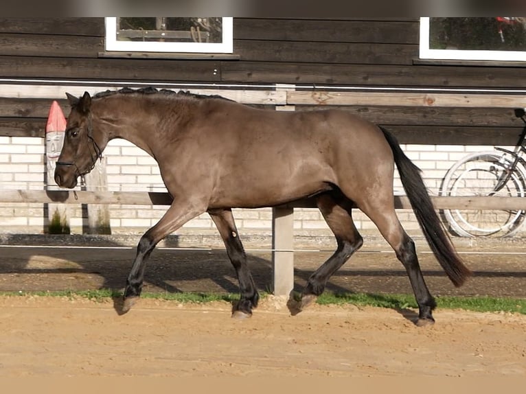 Welsh B Mare 4 years 12,1 hh Black in Barchem