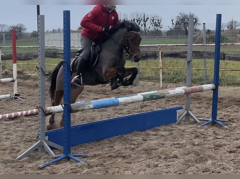 Welsh B Mare 4 years 12,1 hh Brown in Książ Wielkopolski