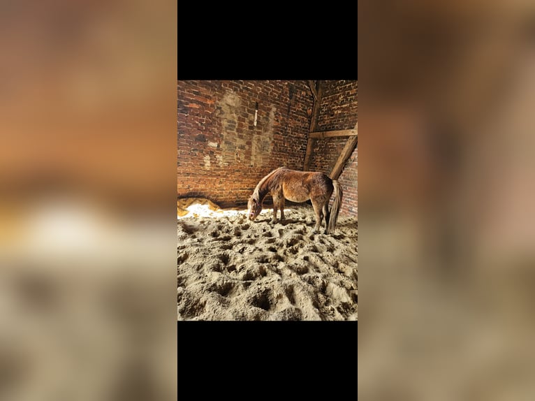 Welsh B Mare 4 years 12,1 hh Chestnut-Red in Extertal