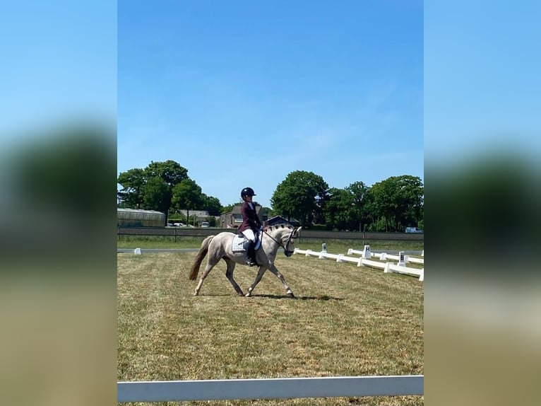 Welsh B Mare 4 years 12,1 hh in Mill