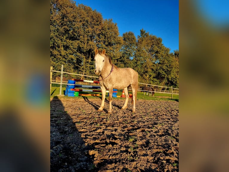 Welsh B Mare 4 years 12,1 hh in Mill