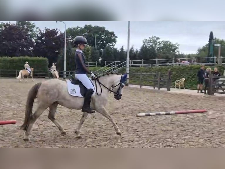 Welsh B Mare 4 years 12,1 hh in Mill