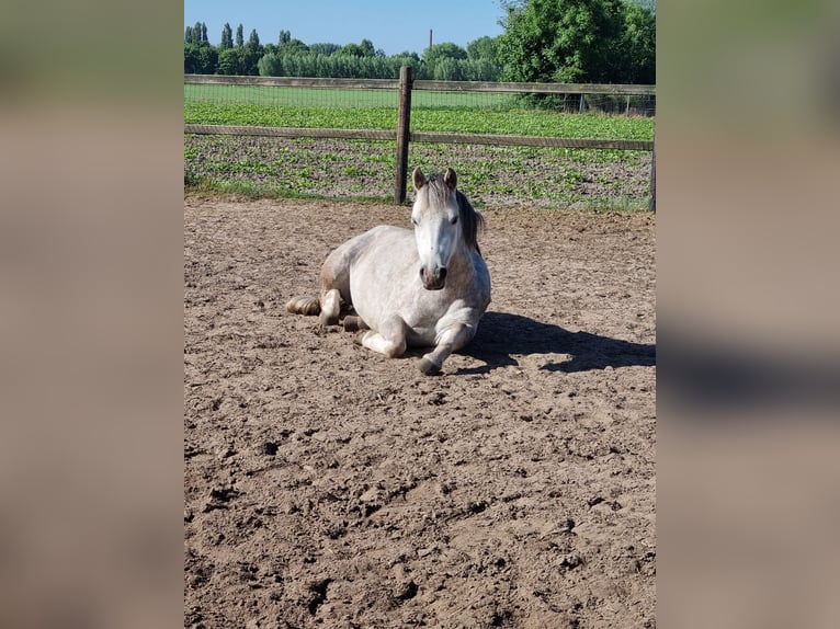 Welsh B Mare 4 years 12,1 hh in Mill