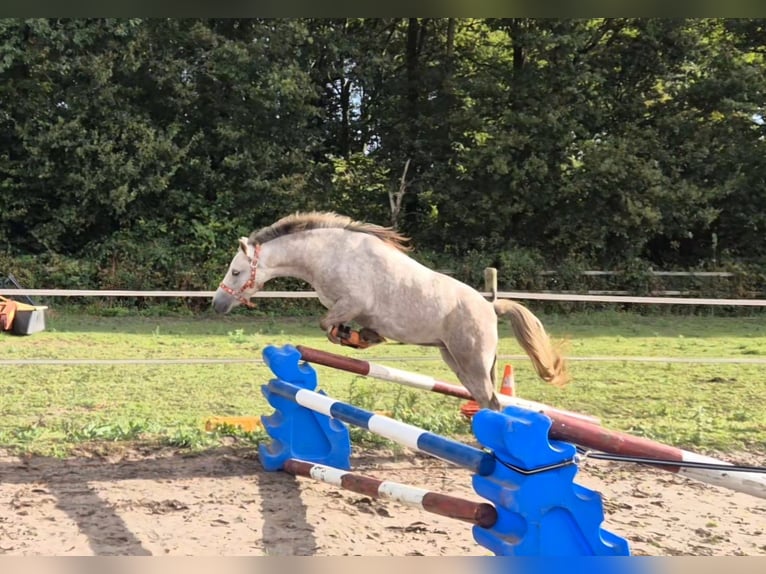 Welsh B Mare 4 years 12,1 hh in Mill