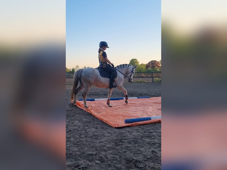 Welsh B Mare 4 years 12,1 hh in Mill