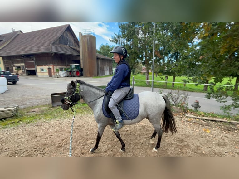 Welsh B Mare 4 years 12,1 hh Roan-Bay in Obfelden