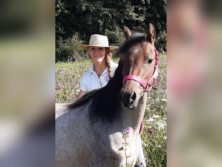 Welsh B Mare 4 years 12,1 hh Roan-Bay in Probenzing