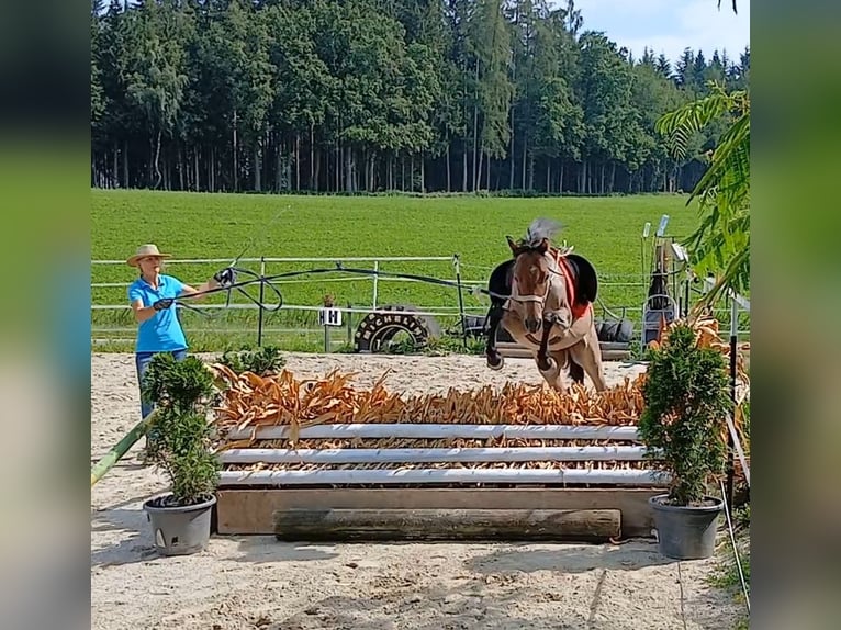 Welsh B Mare 4 years 12,1 hh Roan-Bay in Probenzing