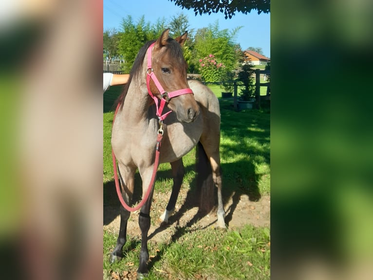 Welsh B Mare 4 years 12,1 hh Roan-Bay in Probenzing