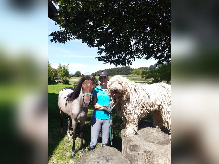 Welsh B Mare 4 years 12,1 hh Roan-Bay in Probenzing