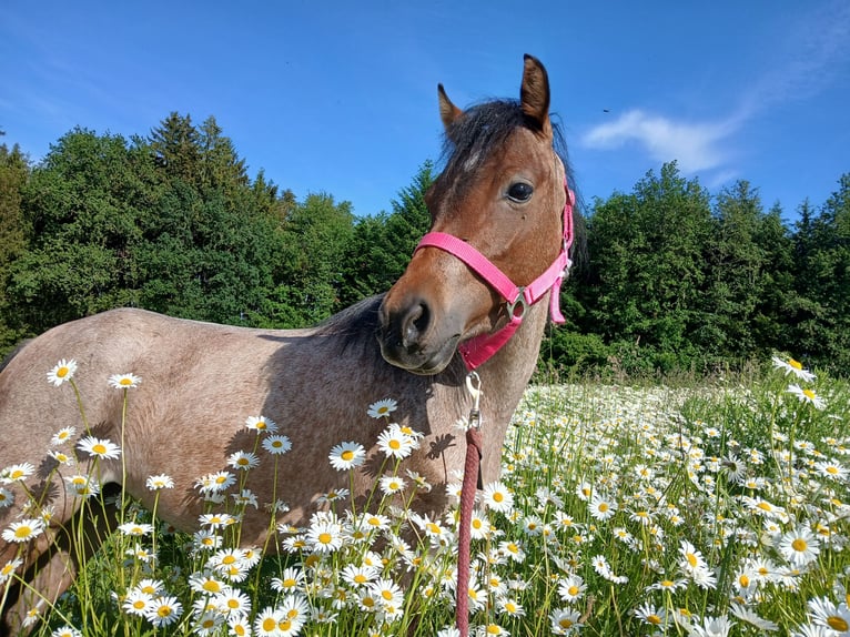 Welsh B Mare 4 years 12,1 hh Roan-Bay in Probenzing