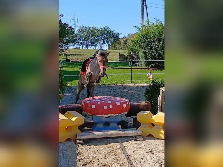 Welsh B Mare 4 years 12,1 hh Roan-Bay in Probenzing