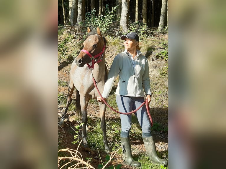 Welsh B Mare 4 years 12,1 hh Roan-Bay in Probenzing