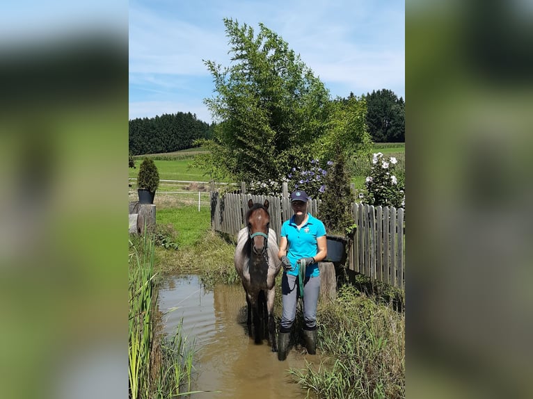 Welsh B Mare 4 years 12,1 hh Roan-Bay in Probenzing
