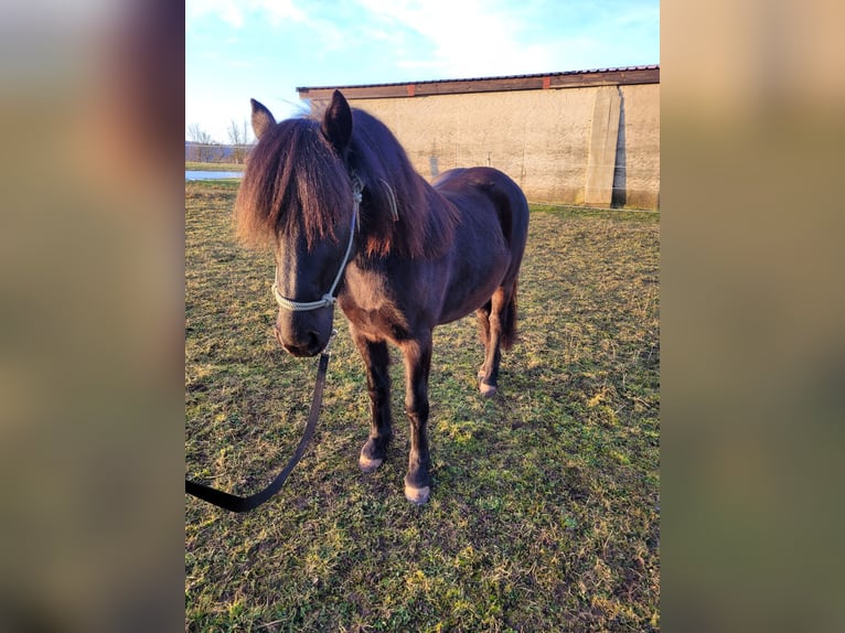 Welsh B Mare 4 years 12,2 hh Black in Schweinfurt