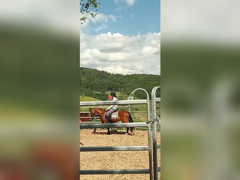 Welsh B Mare 4 years 12,2 hh Brown in Steinen