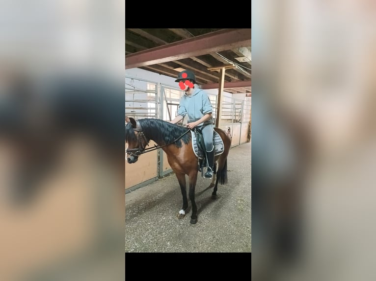 Welsh B Mare 4 years 12,2 hh Brown in Steinen