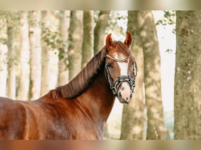 Welsh B Mare 4 years 12,2 hh Chestnut in Augustinusga