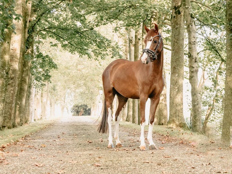 Welsh B Mare 4 years 12,2 hh Chestnut in Augustinusga