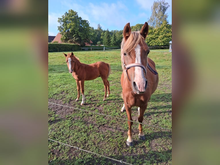 Welsh B Mare 4 years 12,2 hh Chestnut-Red in Gro&#xDF;efehn Bagband